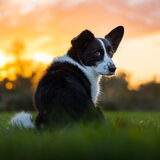 Foto van Bush dog
