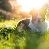Foto van Bush dog