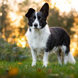 Foto van Bush dog