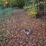 Herfst