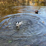 Foto van Sigrid, Sandy, Diva & Nala
