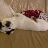 Foto van Sigrid, Sandy, Diva & Nala