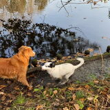 Foto van Sigrid, Sandy, Diva & Nala