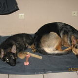 Dit is Lady van 2 jaar en Boy van 12 weken. Lady is een duitse herder…