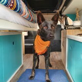 Foto van Dutchshepherdteam
