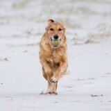 Foto van Suus