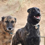 Foto van Dutchshepherdteam