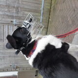 Foto van Bush dog