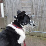 Foto van Bush dog