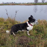 Foto van Bush dog
