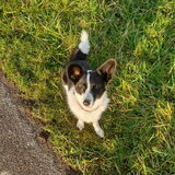 Foto van Bush dog