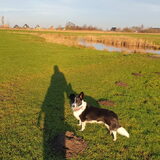 Foto van Bush dog