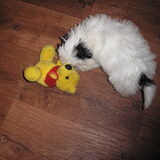 Angel met knuffel Winnie(9 weken)
