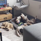 Foto van Puck & Fenrir