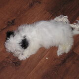 Angel met touw(9 weken)