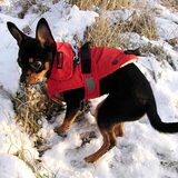 8-12-2012 Balou van een half jaar oud in de sneeuw.
