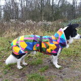 Foto van Bush dog
