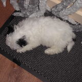 Angel op de deurmat(9 weken)