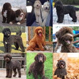 Foto van Dutchshepherdteam