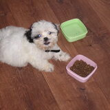 Angel aan het eten(9 weken)