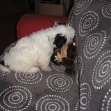 Angel op de bank met Taz(9 weken)