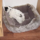 Angel in haar nieuwe mand(9 weken)