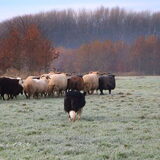 Foto van Triggered by the herd