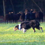 Foto van Triggered by the herd