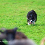 Foto van Triggered by the herd