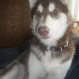 Foto van Kaya en Koda