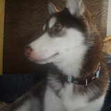 Foto van Kaya en Koda