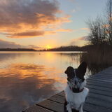 Foto van Bush dog