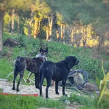 Foto van Dutchshepherdteam
