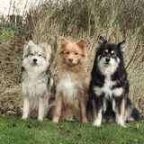 Foto van Marijke - Aila, Dinja & Evi
