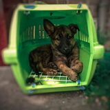 Foto van Dutchshepherdteam