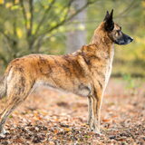 Foto van Dutchshepherdteam