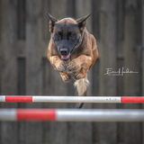 Foto van Miranneke
