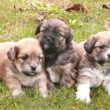Dusty, 3,5 week oud samen met 2 van zijn broertjes. Hij is het hondje…