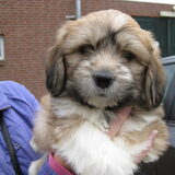 Dusty 7,5 week net opgehaald