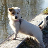 Foto van Thara