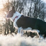 Foto van Bush dog