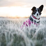 Foto van Bush dog
