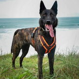 Foto van Dutchshepherdteam