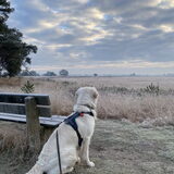 Toto kijkt uit over de heide