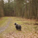 Allesie