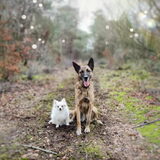 Foto van Dutchshepherdteam