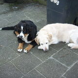 Foto van Lisa & doggs