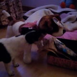 Foto van Kaatje en Hailey (Speedy† Tessa†)