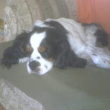 dit is onze 3 de hond die we aangeschaft hadden onze diesel 4 jaar…