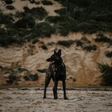 Foto van Dutchshepherdteam